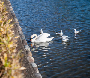 High angle view of swans swimming in lake