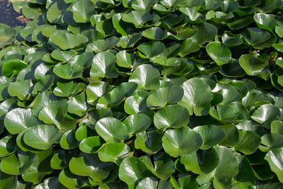 Full frame shot of plants