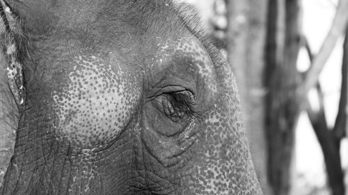 Close-up of elephant