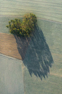 High angle view of trees growing on field