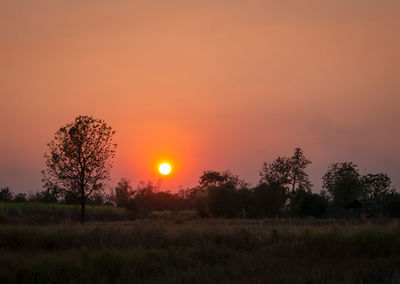 Silhouette trees on field against orange sky