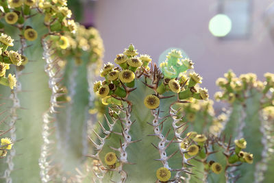 Close-up of flowering plant