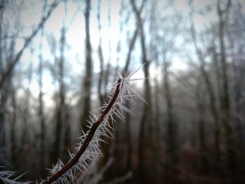 Close-up of bare tree during winter