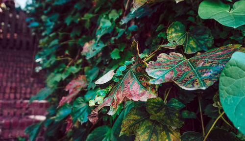 Close-up of autumn leaves on tree in forest