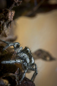 Close-up of spider