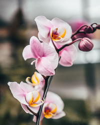 Close-up of pink orchids