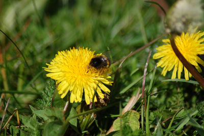 Close-up of honey bee on yellow flower