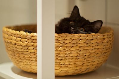 Close-up of cat in basket