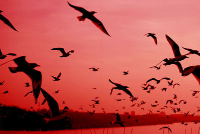 Pop art surreal style red colored morning sky with silhouette of flying seagulls' flock