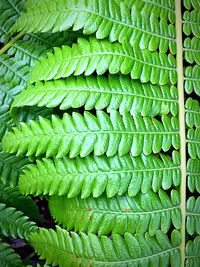 Close-up of green fern leaves