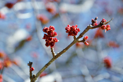 Close-up of red maple blossom on tree