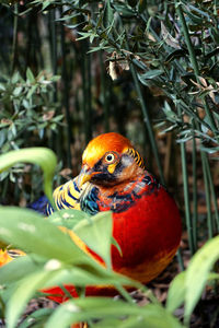 Close-up of bird