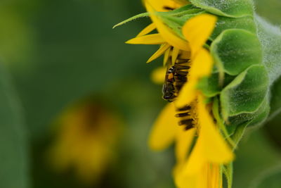 Close-up of honey bee on sunflower