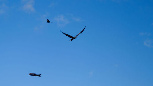 Low angle view of birds flying in sky