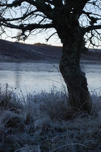 Bare tree by lake against sky during winter