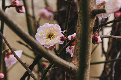 Close-up of pink cherry blossom