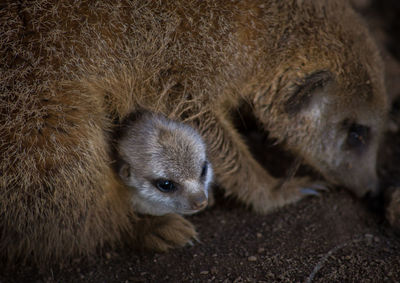 High angle view of meerkats on field at zoo