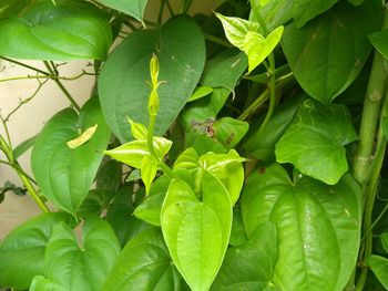 High angle view of insect on leaves