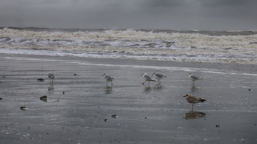 Birds on beach against sky