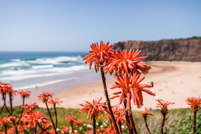 Scenic view of sea against orange sky