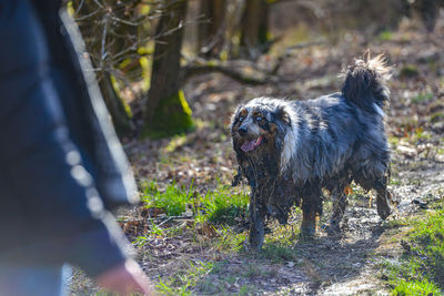 Dog running on field