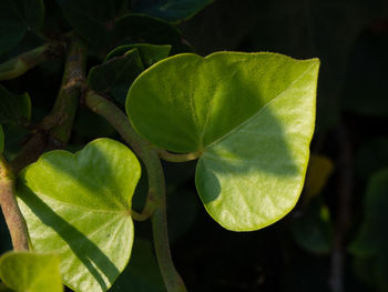 Close-up of green leaves