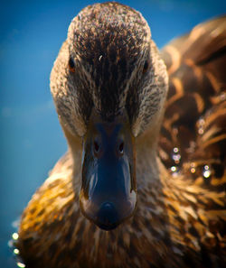 Close-up of a duck's head