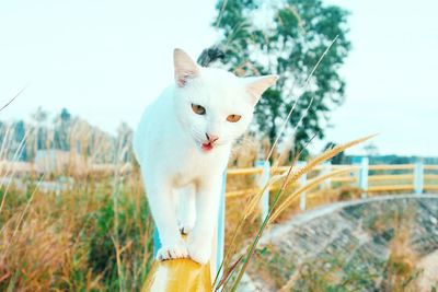 Portrait of cat against sky