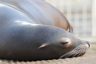 Close-up of sea lion in water