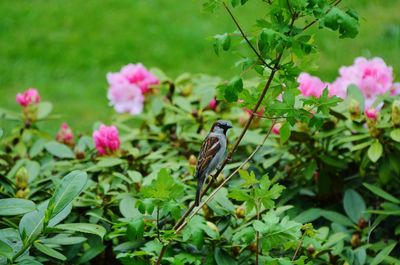 Close-up of bird perching on pink flowers