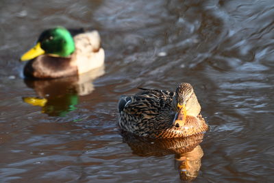 duck