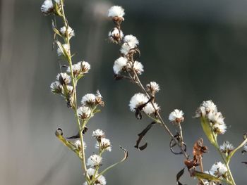 Close-up of white flowering plant