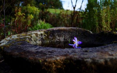 Close up of purple flowers blooming outdoors