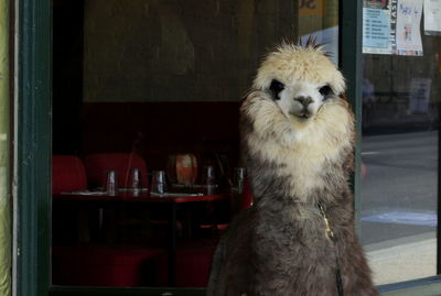 Close-up portrait of dog