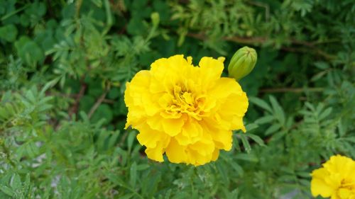 Close-up of yellow marigold blooming outdoors