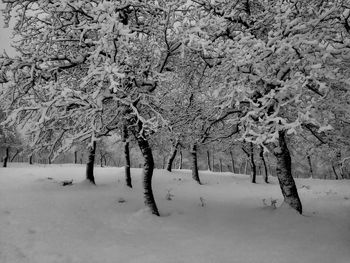 Trees on snow covered field