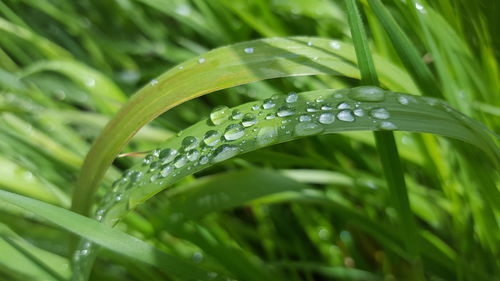 Close-up of wet plant leaves during rainy season