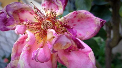 Close-up of pink flowers blooming outdoors