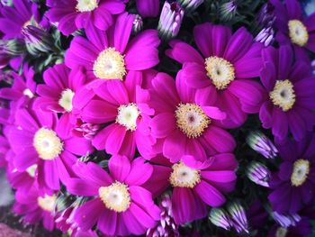 Close-up of pink flowering plants