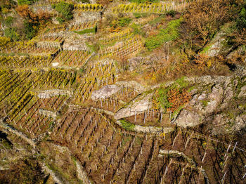 High angle view of plants on land