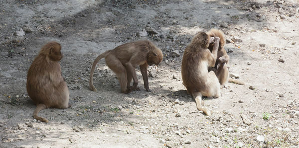 High angle view of monkeys sitting on field