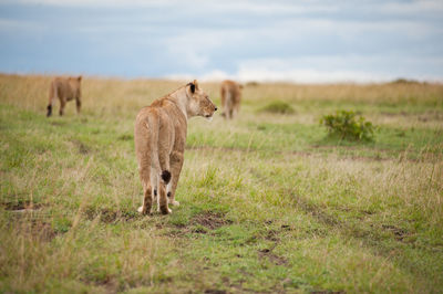 Full length of a cat on field