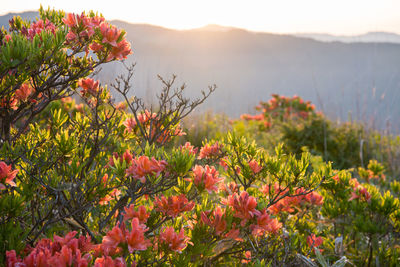 Close-up of flowers against mountain range