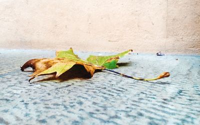 Close-up of leaves