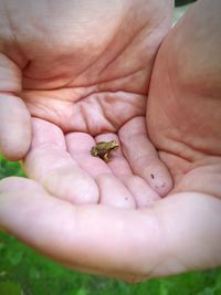 Close-up of hand holding leaf