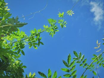 Low angle view of trees against clear blue sky