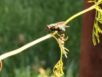 Close-up of insect on plant