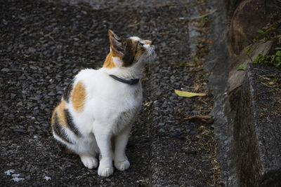 Close-up of cat sitting outdoors