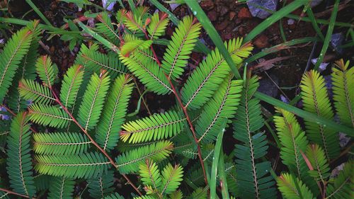 Close-up of leaves