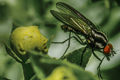 Close-up of insect on leaf